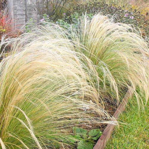 Ковыль Элегантиссима / Stipa "Elegantissima" Р9