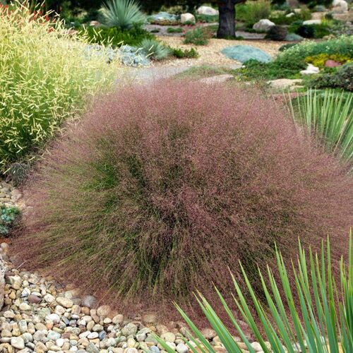 Мюленбергия бесстрашная / Muhlenbergia reverchonii Undaunted Р9