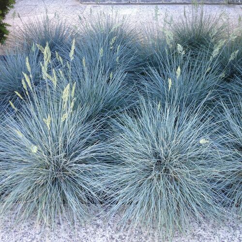 Овсяница сизая Азурит / Festuca glauca "Azurit" Р9