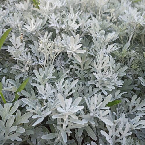 Полынь Стеллера Сильвер Брокада / Artemisia stelleriana "Silver Brocade" Р9