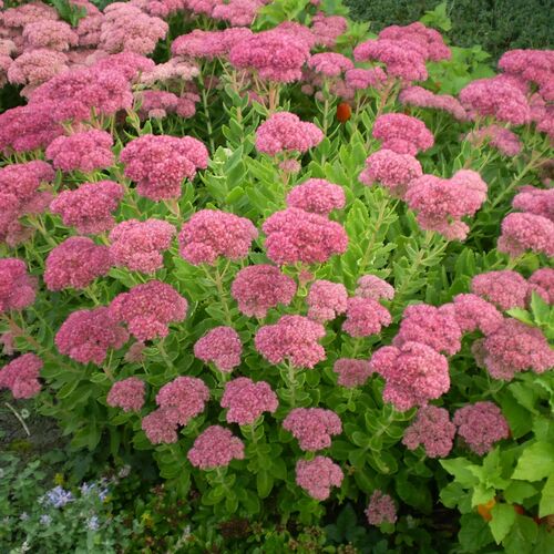 Седум (очиток) видный Бриллиант / Sedum spectabile "Brilliant" Р9