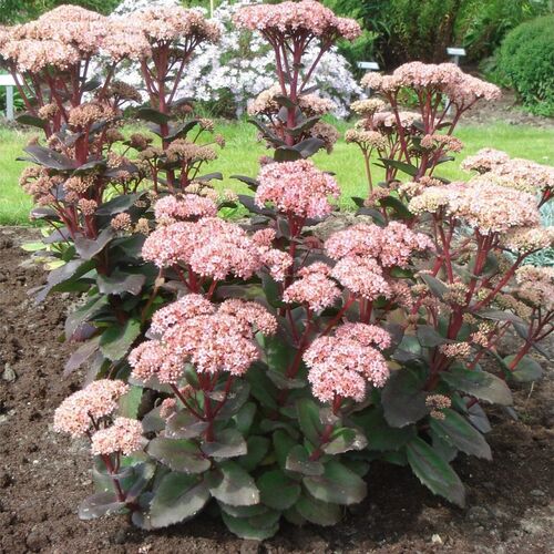 Седум (очиток) видный Матрона / Sedum telephium "Matrona" С1