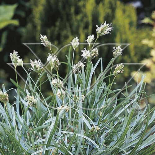 Сеслерия голубая / Sesleria caerulea Р9