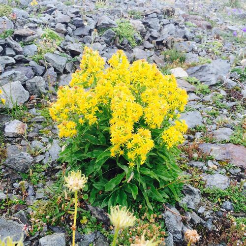 Солидаго альпийский Катлера / Solidago (virgaurea var. alpine) Сutleri С1