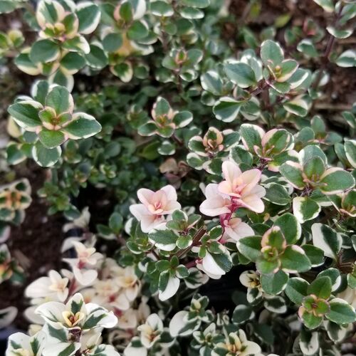 Тимьян блошиный Фокслей / Thymus pulegioides "Foxley" Р9