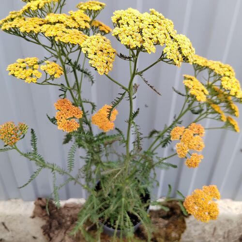 Тысячелистник обыкновенный Инка Голд / Achillea millefolium "Inca Gold" Р9