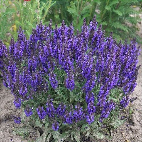 Шалфей дубравный Маркус / Salvia nemorosa "Marcus" Р9