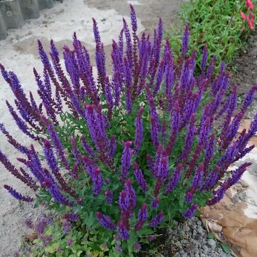 Шалфей дубравный Рианна / Salvia nemorosa "Rianne" Р9