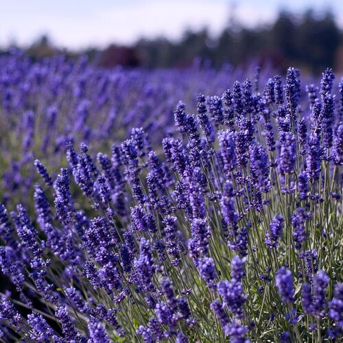 Лаванда узколистная Синева / Lavandula angustifolia "Blueness" Р9