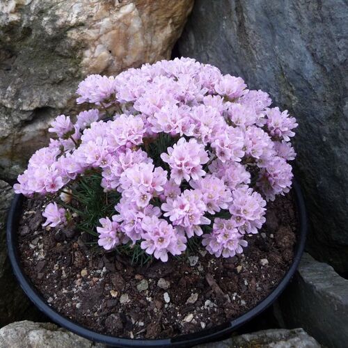 Армерия можевелолистная Дрэйкс Дип Форм / Armeria juniperifolia "Drakes Deep Form" С1