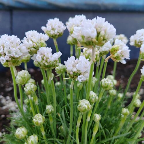 Армерия приморская Альба / Armeria maritima "Alba" С1