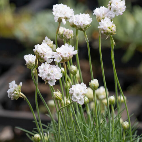 Армерия приморская Морнинг Стар Деп Вайт / Armeria maritima "Morning Star Deep White" С1