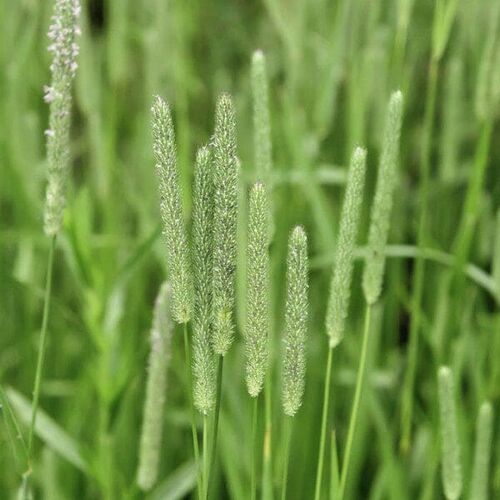 ТИМОФЕЕВКА СТЕПНАЯ (Phleum phleoides) Р9