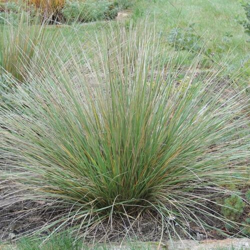 Овсяница Мэра / Festuca mairei Р9