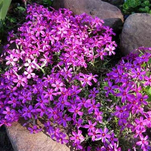 Флокс шиловидный Линдентал / Phlox subulata "Lindental" Р9