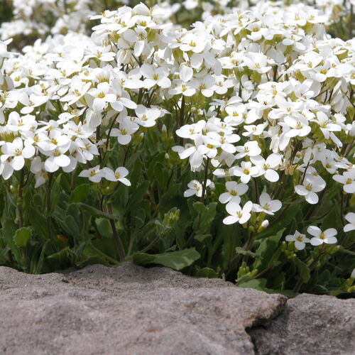 Арабис кавказский Кэтволк Вайт / Arabis caucasica "Catwalk White" Р9