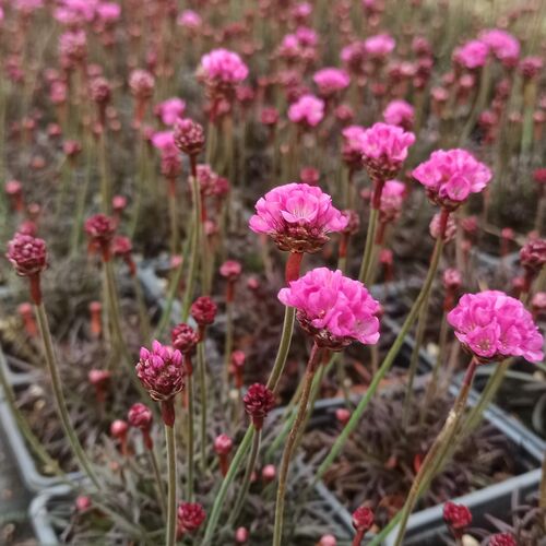 Армерия приморская Рубрифолиа / Armeria maritima "Rubrifolia" Р9