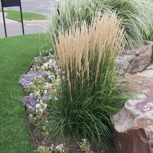 Вейник остроцветковый Карл Форстер / Calamagrostis acutiflora "Karl Foerster" Р9