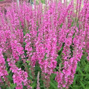 Дербенник иволистный Пинк Блаш / Lythrum salicaria "Pink Blush" Р9