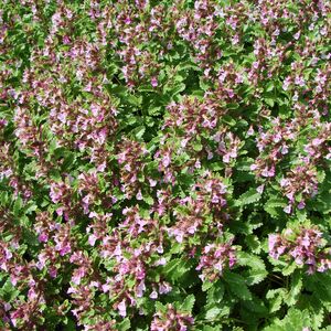 Дубровник обыкновенный / Teucrium chamaedrys L. Р9