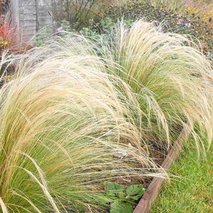 Ковыль Элегантиссима / Stipa "Elegantissima" Р9