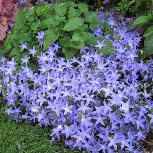 Колокольчик Пожарского / Campanula poscharskyana "Blue Waterfall" Р9