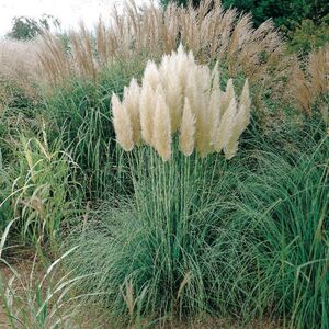 Кортадерия (пампасная трава) Пумила / Cortaderia selloana "Pumila" С1