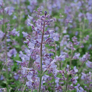 Котовник Фассена Кит Кат / Nepeta faassenii "Kit Cat" Р9