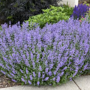 Котовник Фассена Сикс Хиллз Жиант / Nepeta faassenii "Six Hills Giant" Р9