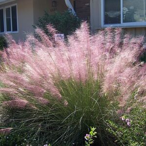 Мюленбергия волосовидная / Muhlenbergia capillaris С1