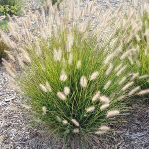 Пеннисетум лисохвостный Хамельн / Pennisetum alopecuroides "Hameln" Р9