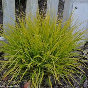 Пеннисетум лисохвостный Хамельн Голд / Pennisetum alopecuroides "Hameln Gold" Р9