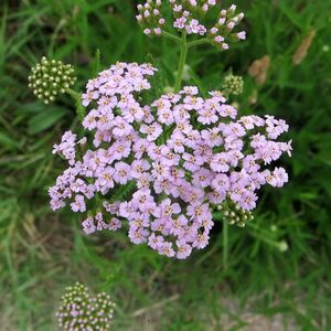 Тысячелистник обыкновенный Лилак Бьюти / Achillea millefolium "Lilac Beauty" Р9