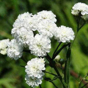 Тысячелистник птармика махровый / Achillea ptarmica Р9