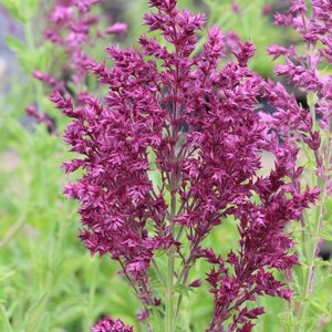 Шалфей (сальвия) дубравный Швелленбург / Salvia nemorosa "Schwellenburg" Р9