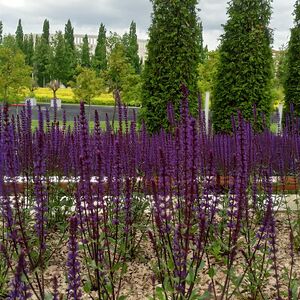 Шалфей дубравный Карадонна / Salvia nemorosa "Caradonna" Р9