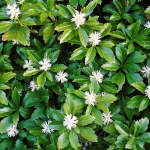 Пахизандра верхушечная / Pachysandra terminalis Р9