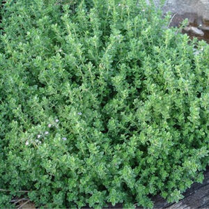 Тимьян лимоннопахнущий Оранж / Thymus citriodorus "Orange" Р9