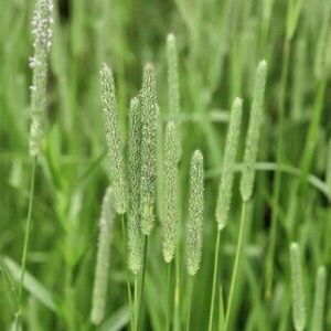 ТИМОФЕЕВКА СТЕПНАЯ (Phleum phleoides) Р9