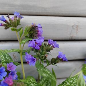 Медуница Треви Фонтейн / Pulmonaria Trevi "Fountain" Р9