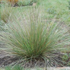 Овсяница Мэра / Festuca mairei Р9