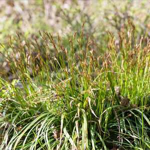 Осока пальчатая / Carex digitata Р9