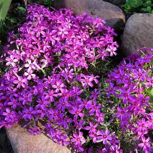 Флокс шиловидный Линдентал / Phlox subulata "Lindental" Р9