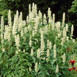 Агастахе Альба / Agastache Alba Р9